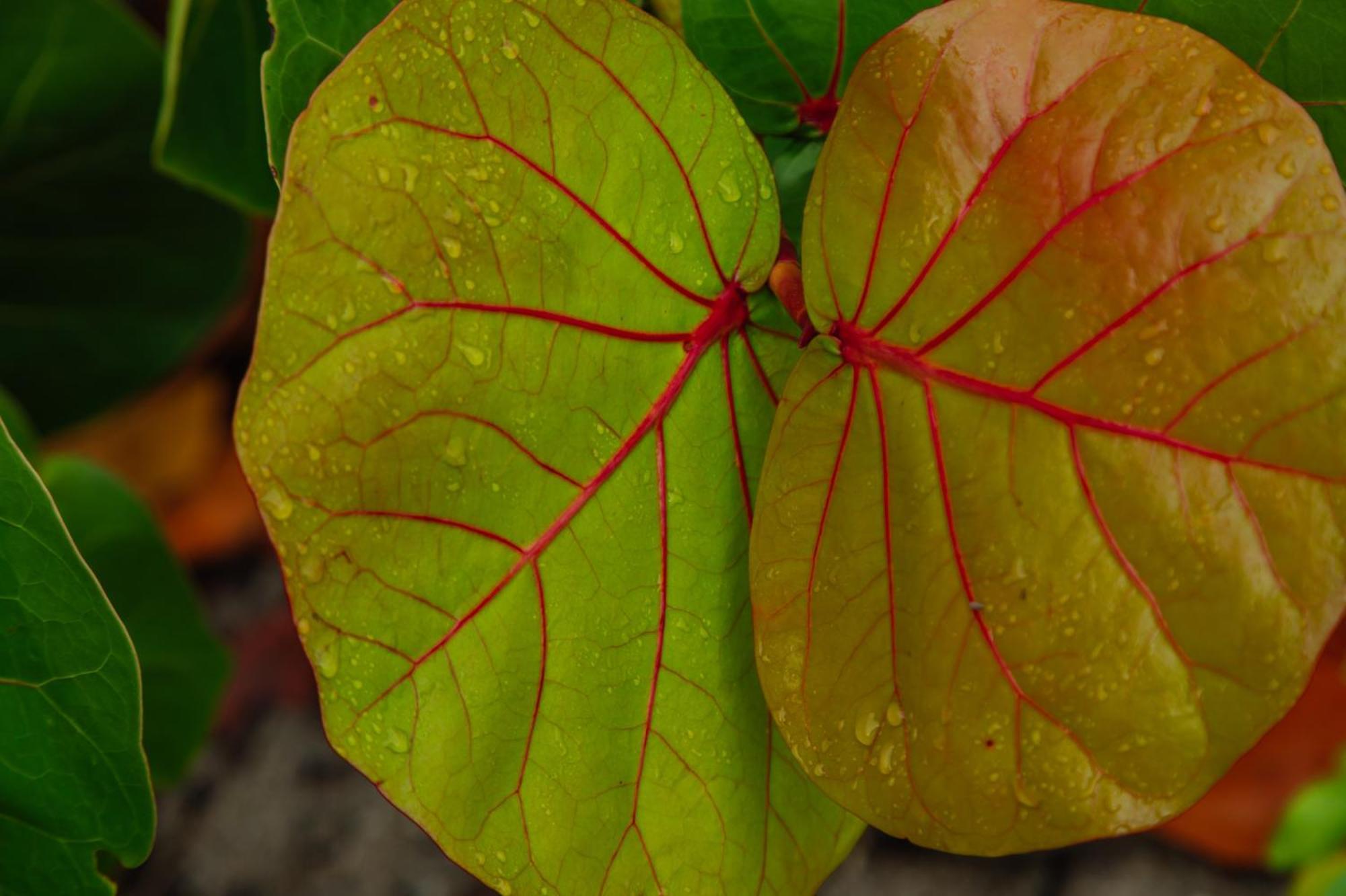 סנטה מרתה Solea Villa Tropical מראה חיצוני תמונה